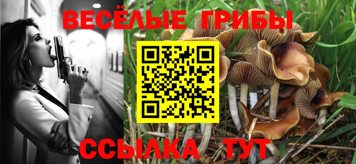 Галлюциногенные грибы Psilocybe  Вход с VPN  Каменка 