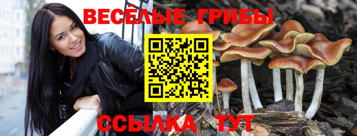Псилоцибиновые грибы Psilocybine cubensis Каменка